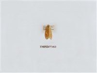 藏品(紅斑美苔蛾)的圖片